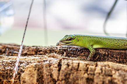 Emerald tree skink, skink profile cork