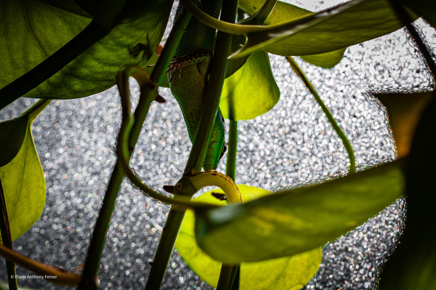 Emerald tree skink, skink canopy