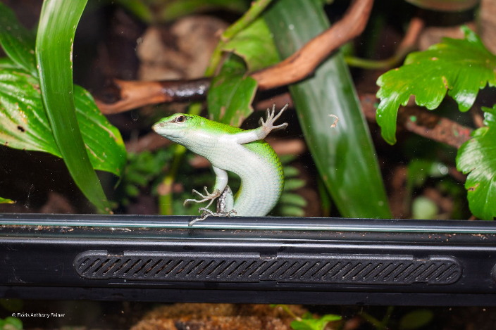 Emerald tree skink, skink standing up to glass
