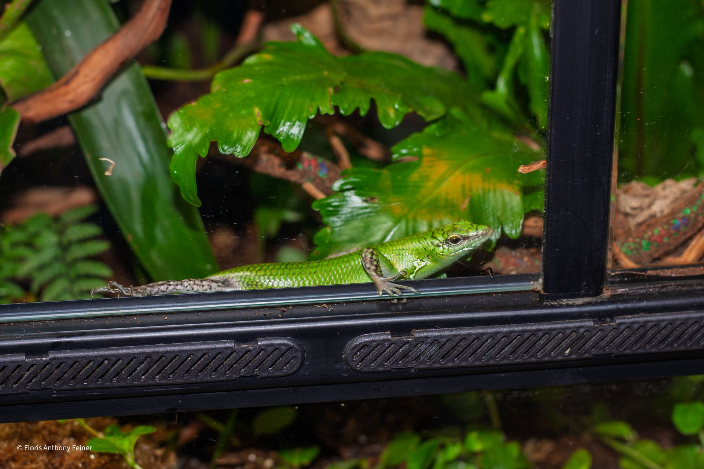 Emerald tree skink, skink patrol