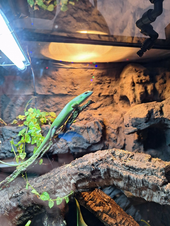 Emerald tree skink, all green shawn basking