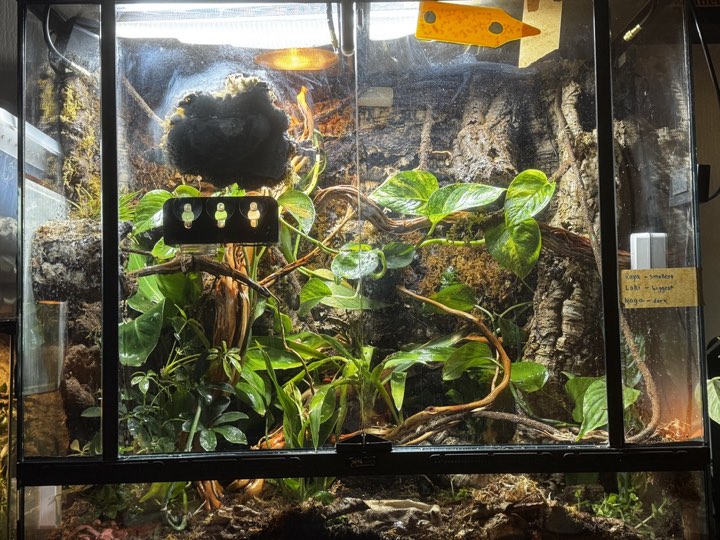 Full front view of my planted emerald tree skink terrarium