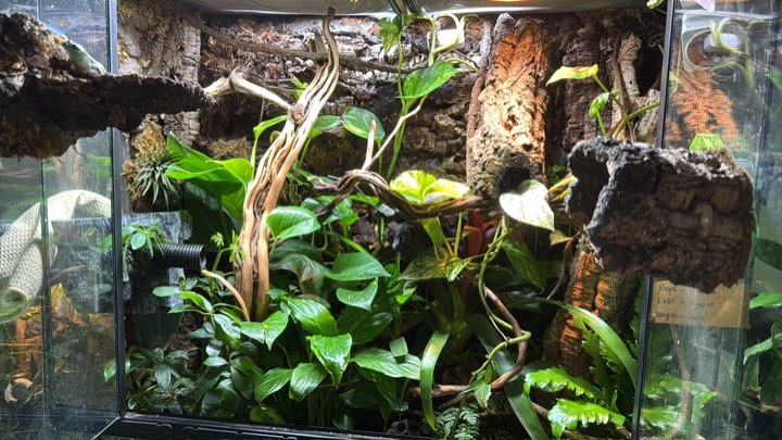 Planting and layout inside my terrarium