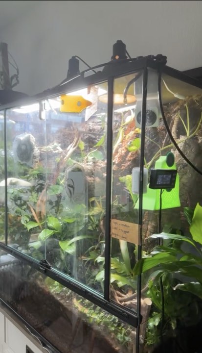 Three Inkbird sensors inside the terrarium