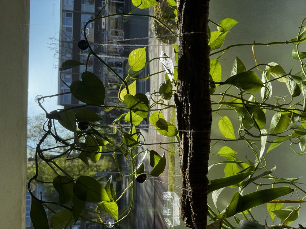 Emerald tree skink exploring a planted sunny window, out of the terrarium
