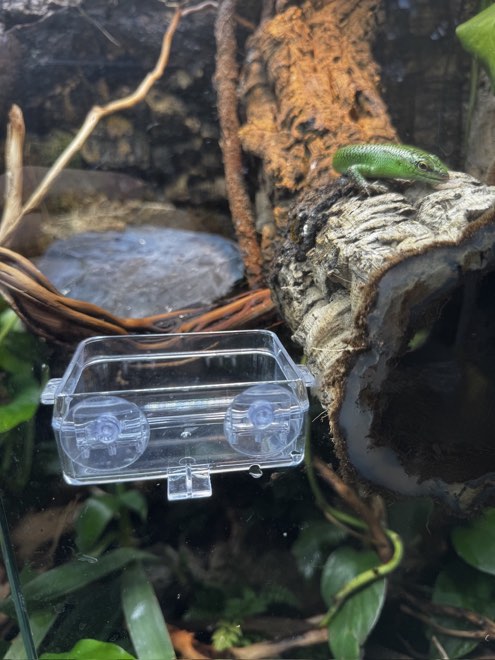 Clear suction-cup feeding dish on the terrarium glass