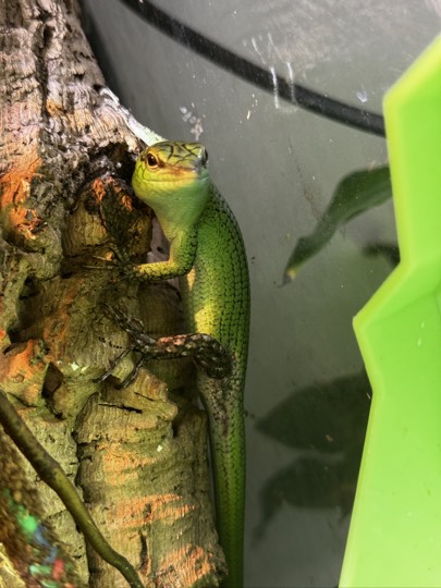 Close-up portrait of Loki, my breeding male emerald tree skink