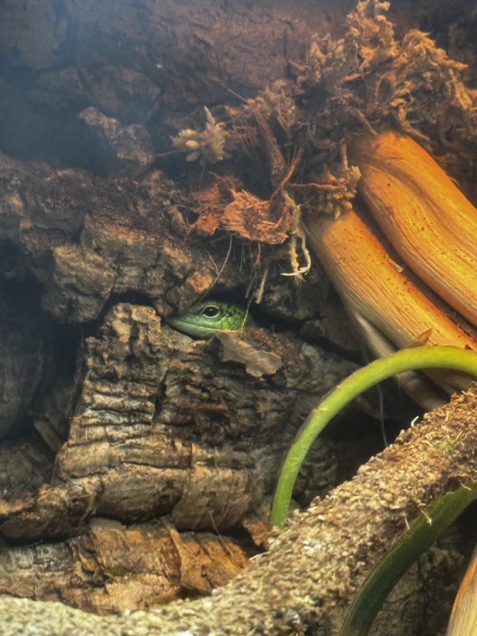 Emerald tree skink, skink hiding
