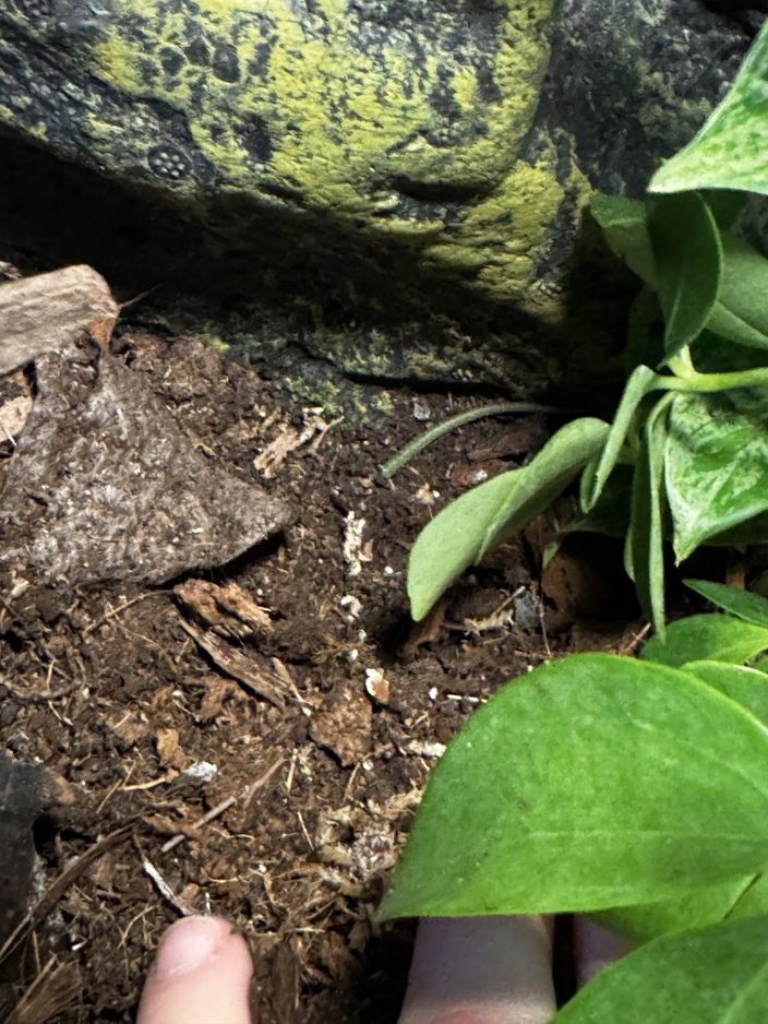 Emerald tree skink, skink burrowing