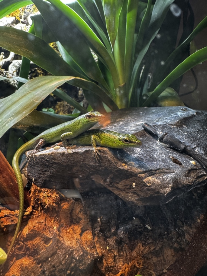 Emerald tree skink, skinks stacking