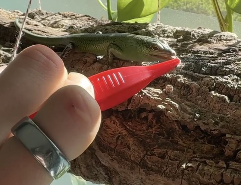 Emerald tree skink on cork bark taking an insect from soft-tipped feeding tongs