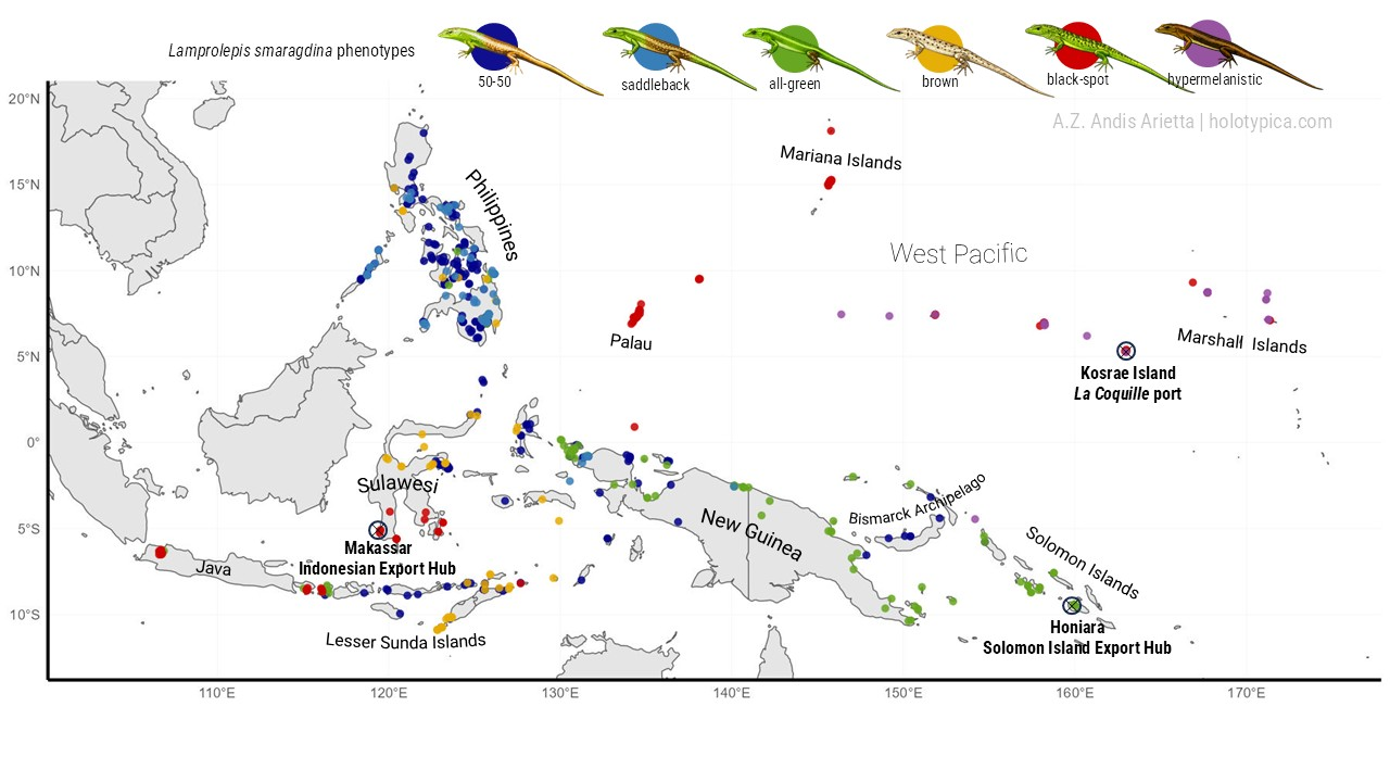 Map of Southeast Asia and the west Pacific with iNaturalist records coloured by morph, showing strong regional clustering