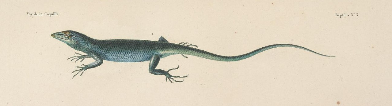 Lesson's 1826 colour plate of Scincus smaragdina, a green skink in profile