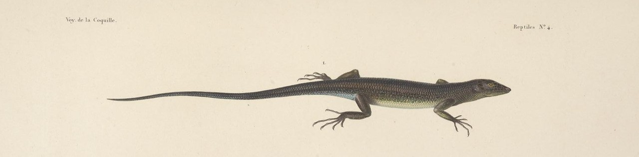 Lesson's 1826 colour plate of Scincus viridipunctus, a dark brown skink with pale green speckling along the flank