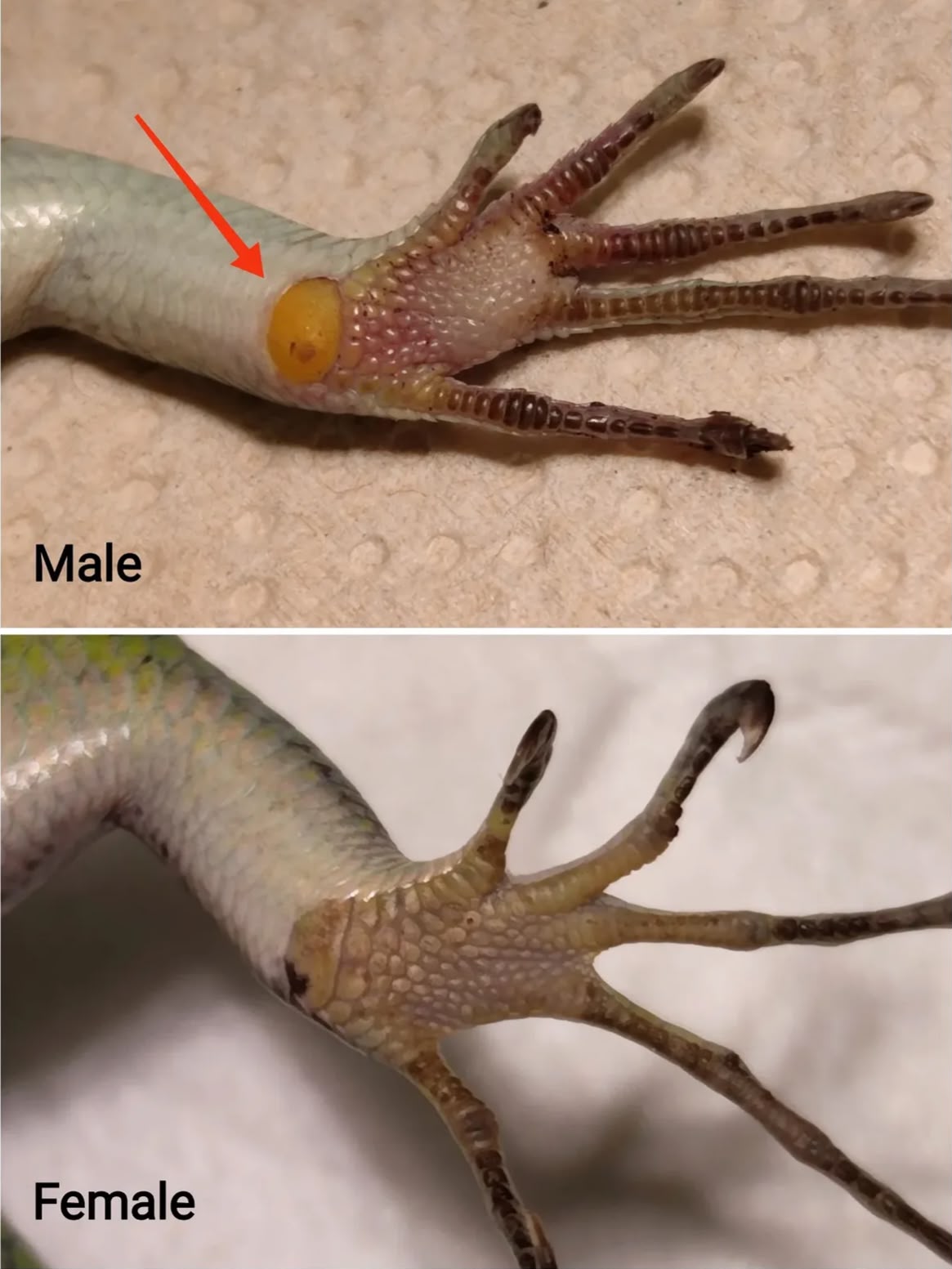 Two emerald tree skink hind limbs compared, the male showing a round orange scale where the limb meets the body and the female showing none