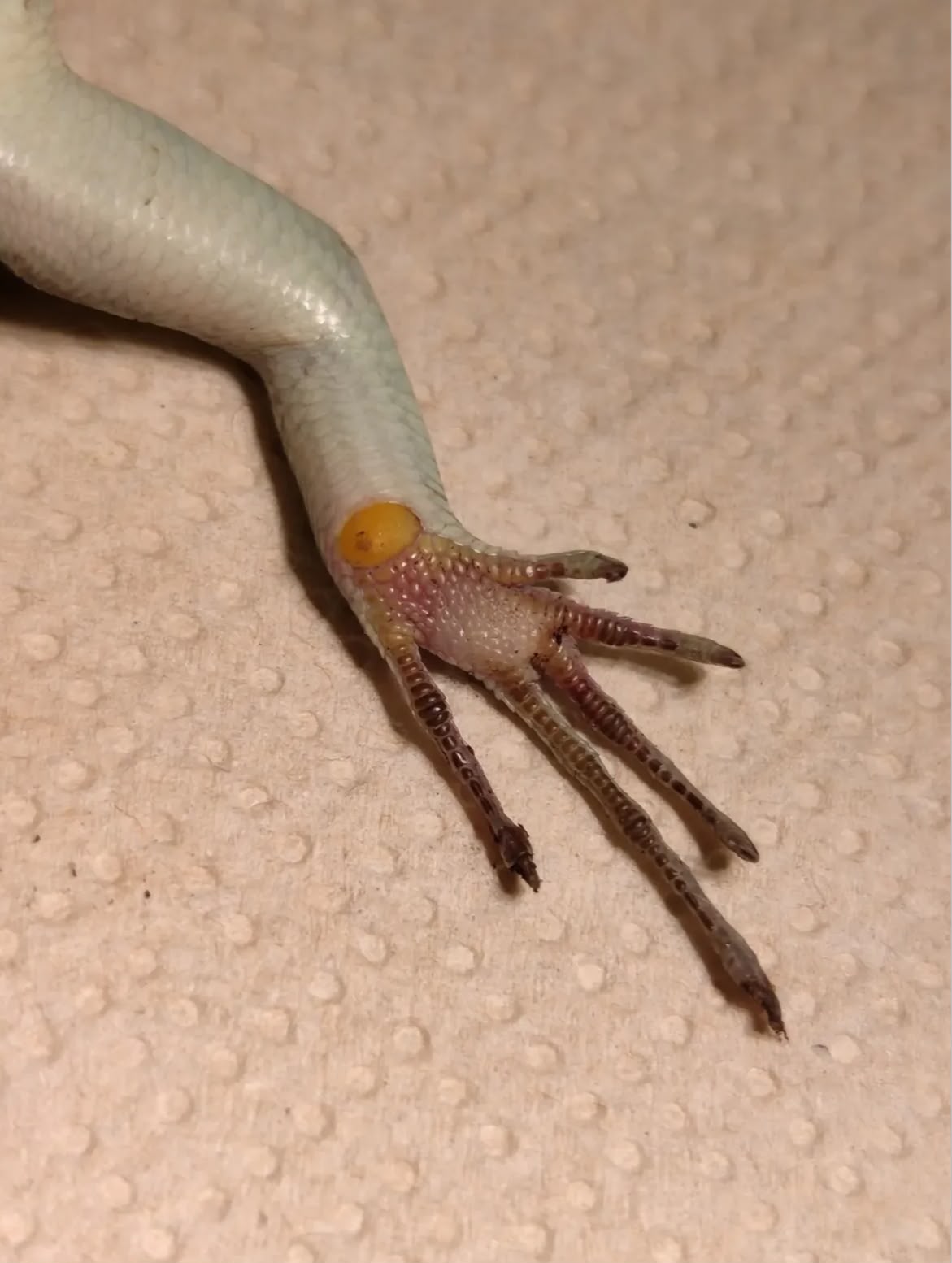 Close view of a mature male emerald tree skink hind limb with a distinct orange scale near the vent