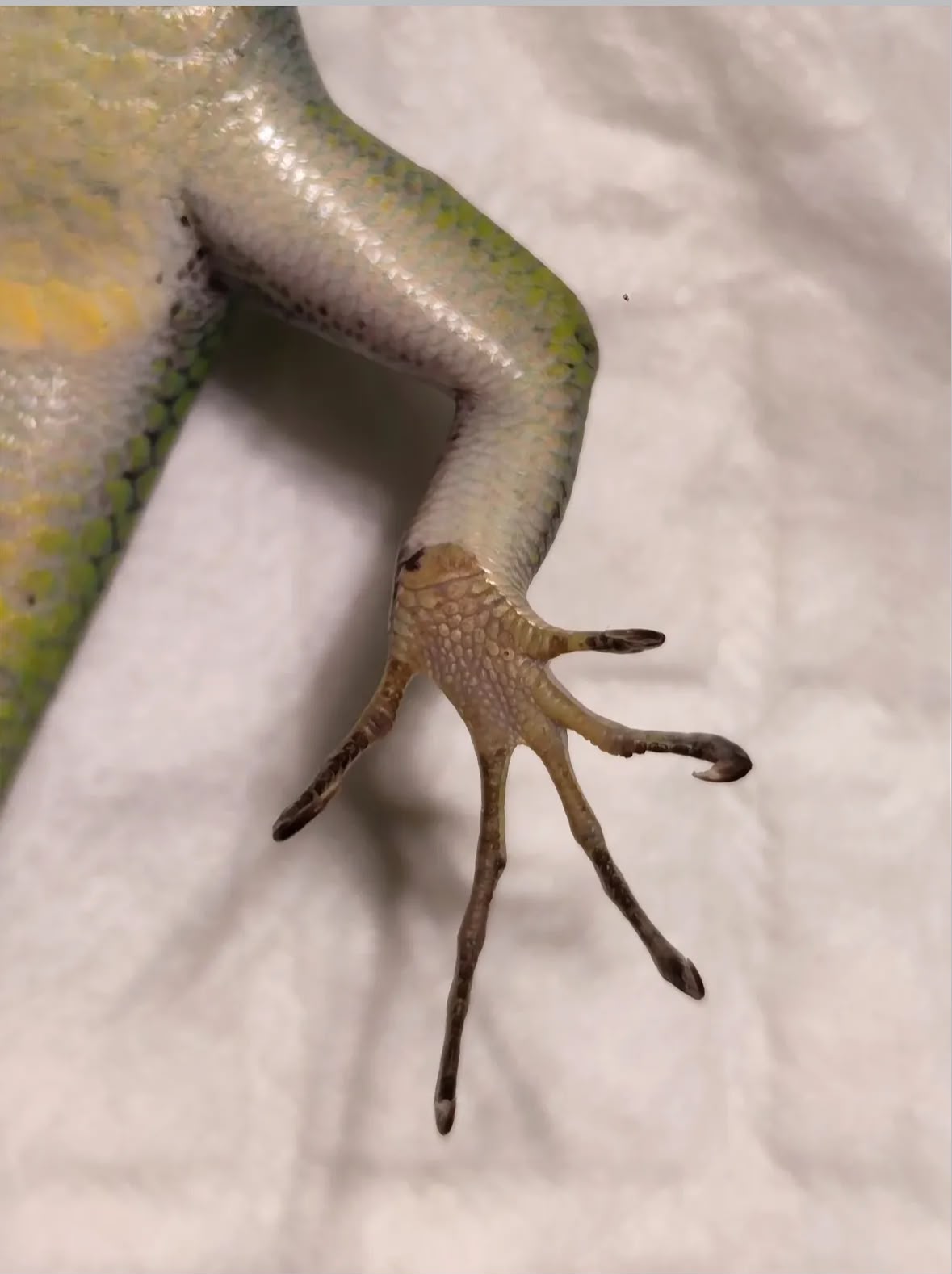 Close view of a mature female emerald tree skink hind limb with no orange scale