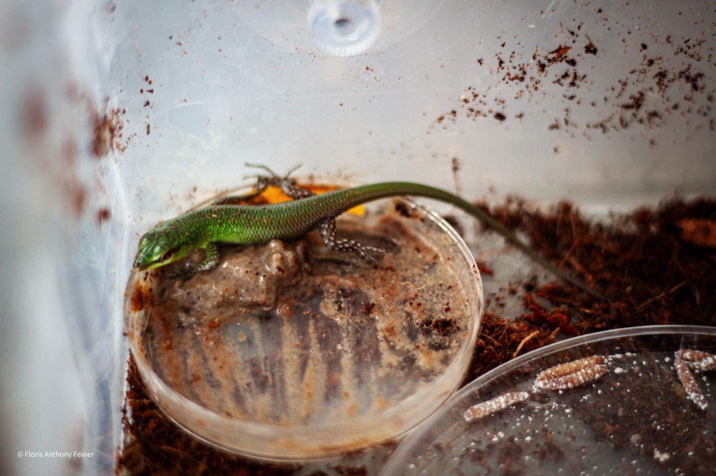 Emerald tree skink drinking from a shallow water dish on the substrate