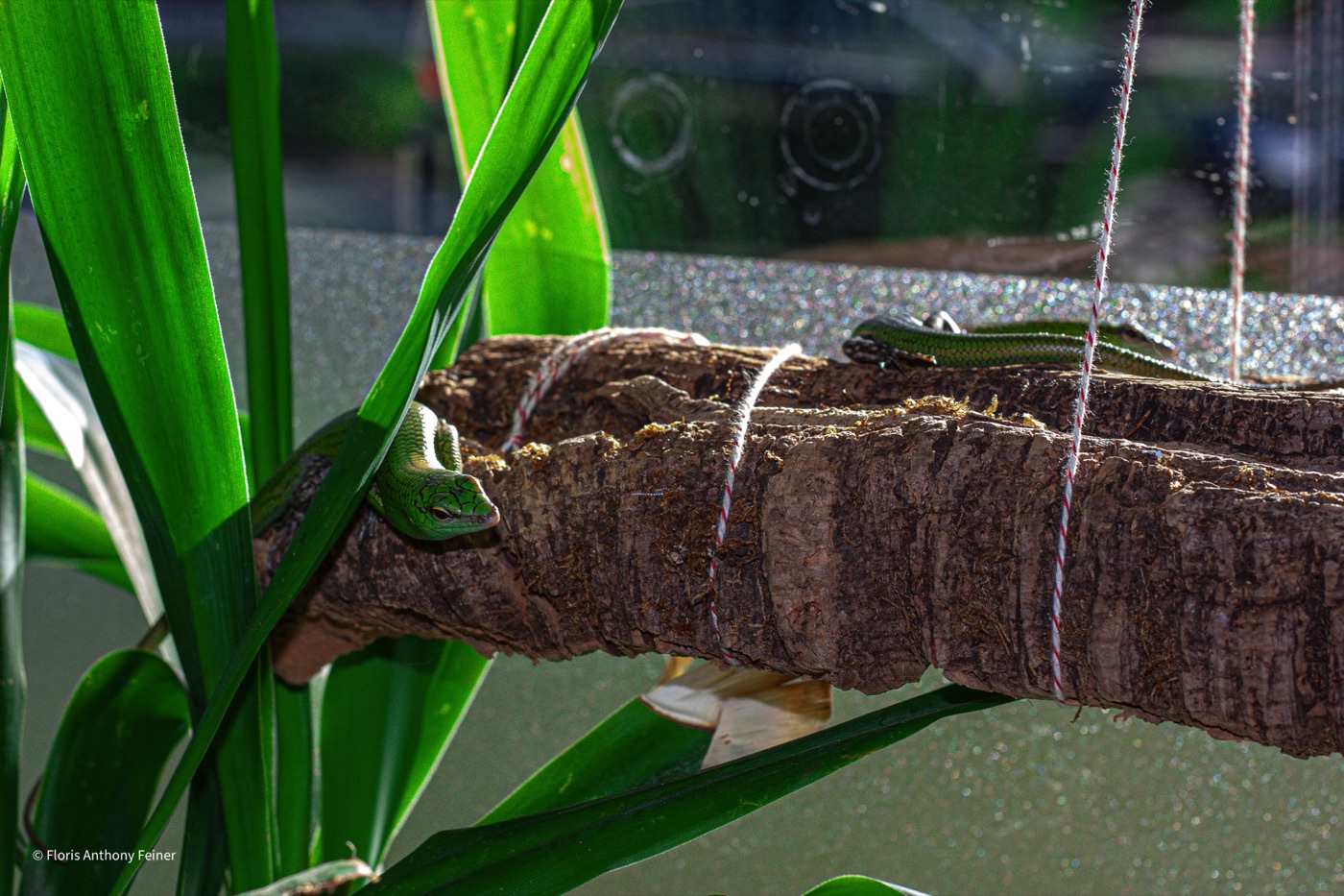 Emerald tree skink resting on a cork branch among tall green leaves