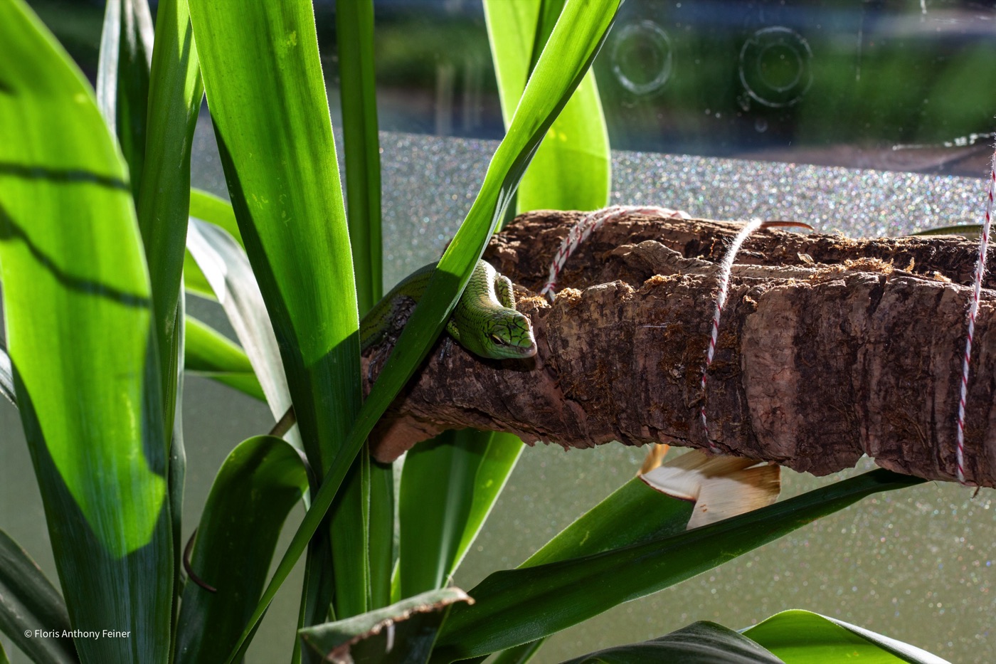 Emerald tree skink on a cork branch framed by foliage