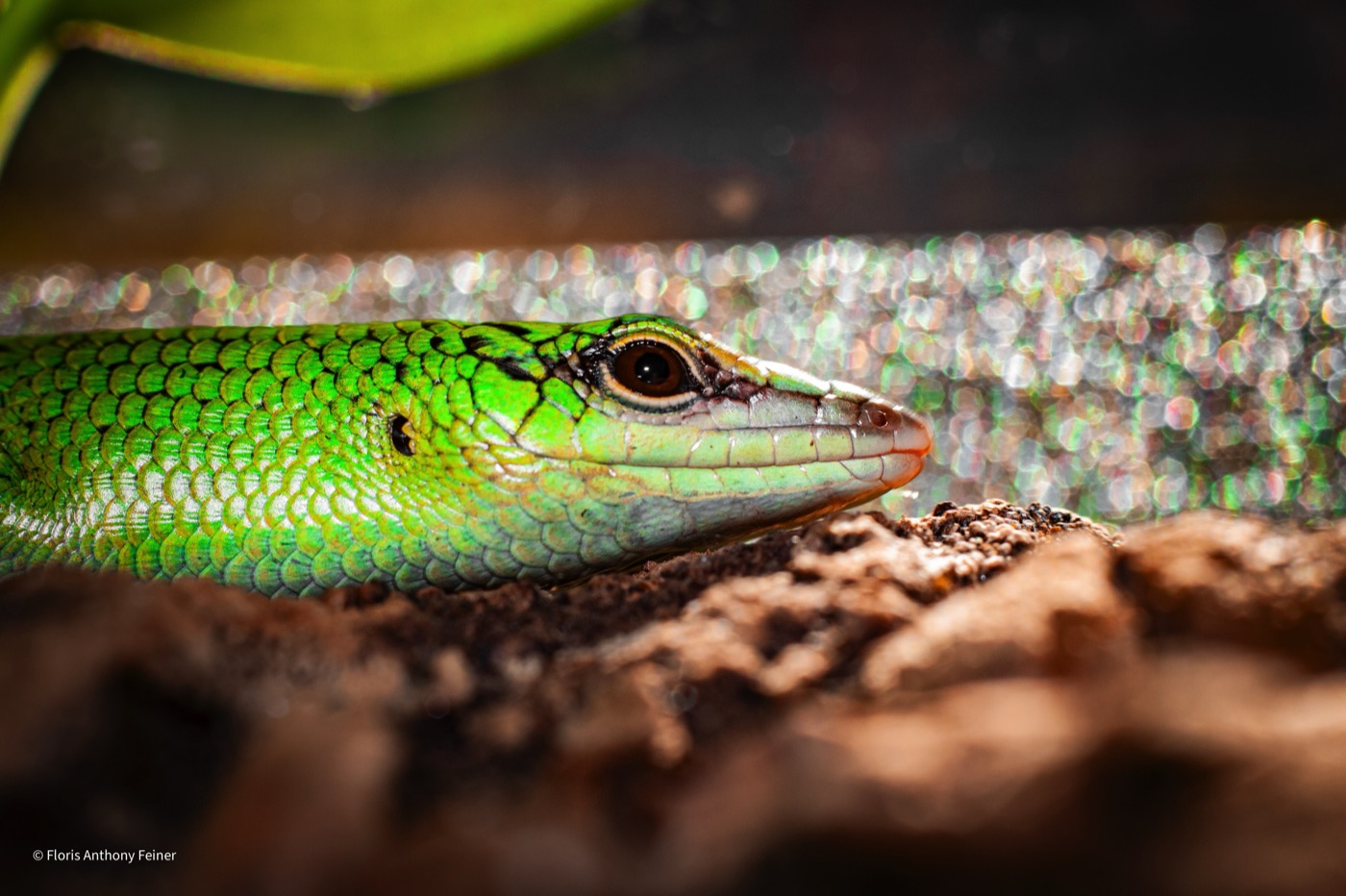 Side profile of an emerald tree skink on cork bark, scale detail visible