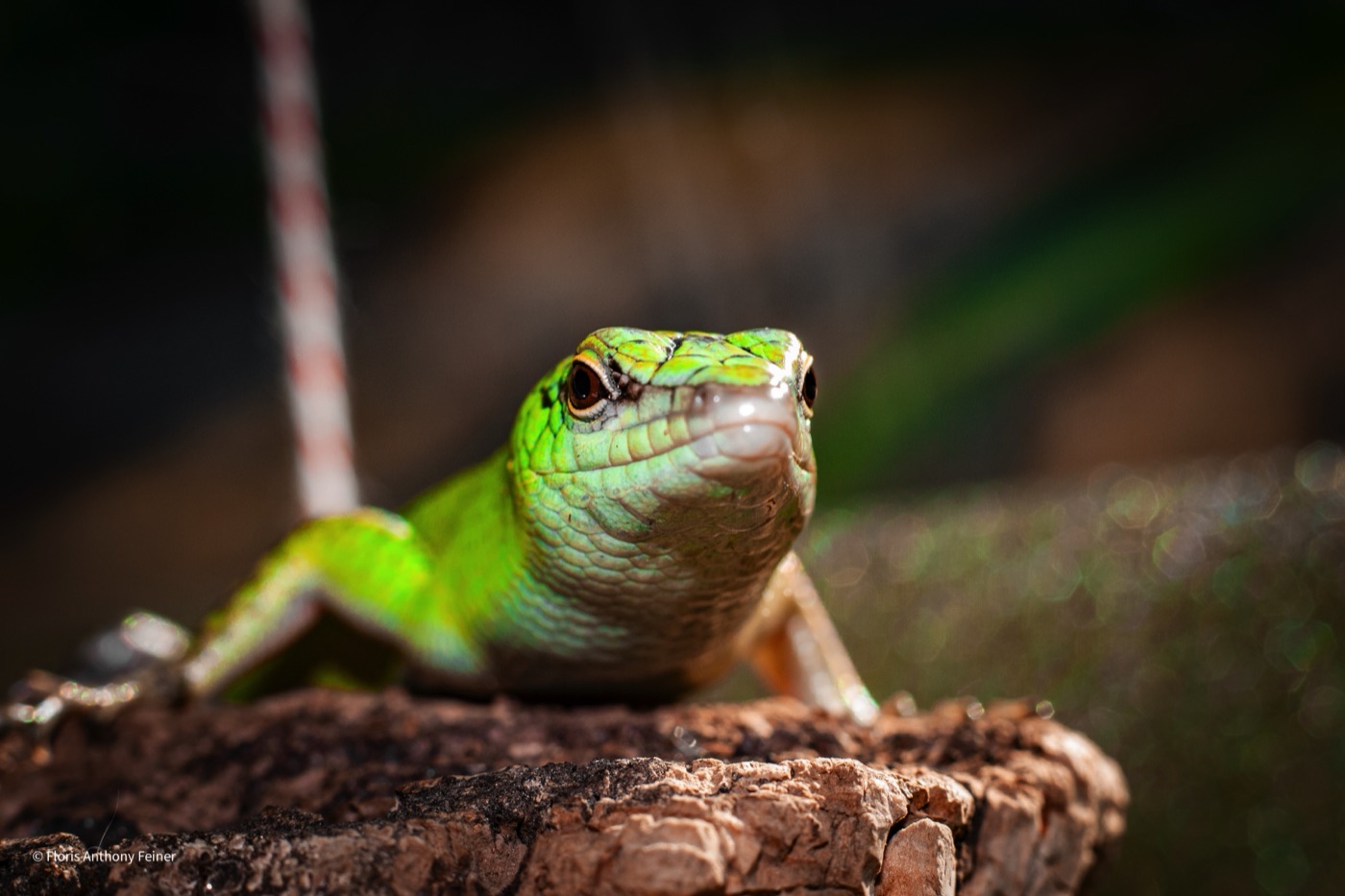 Emerald tree skink looking straight at the camera from a cork perch