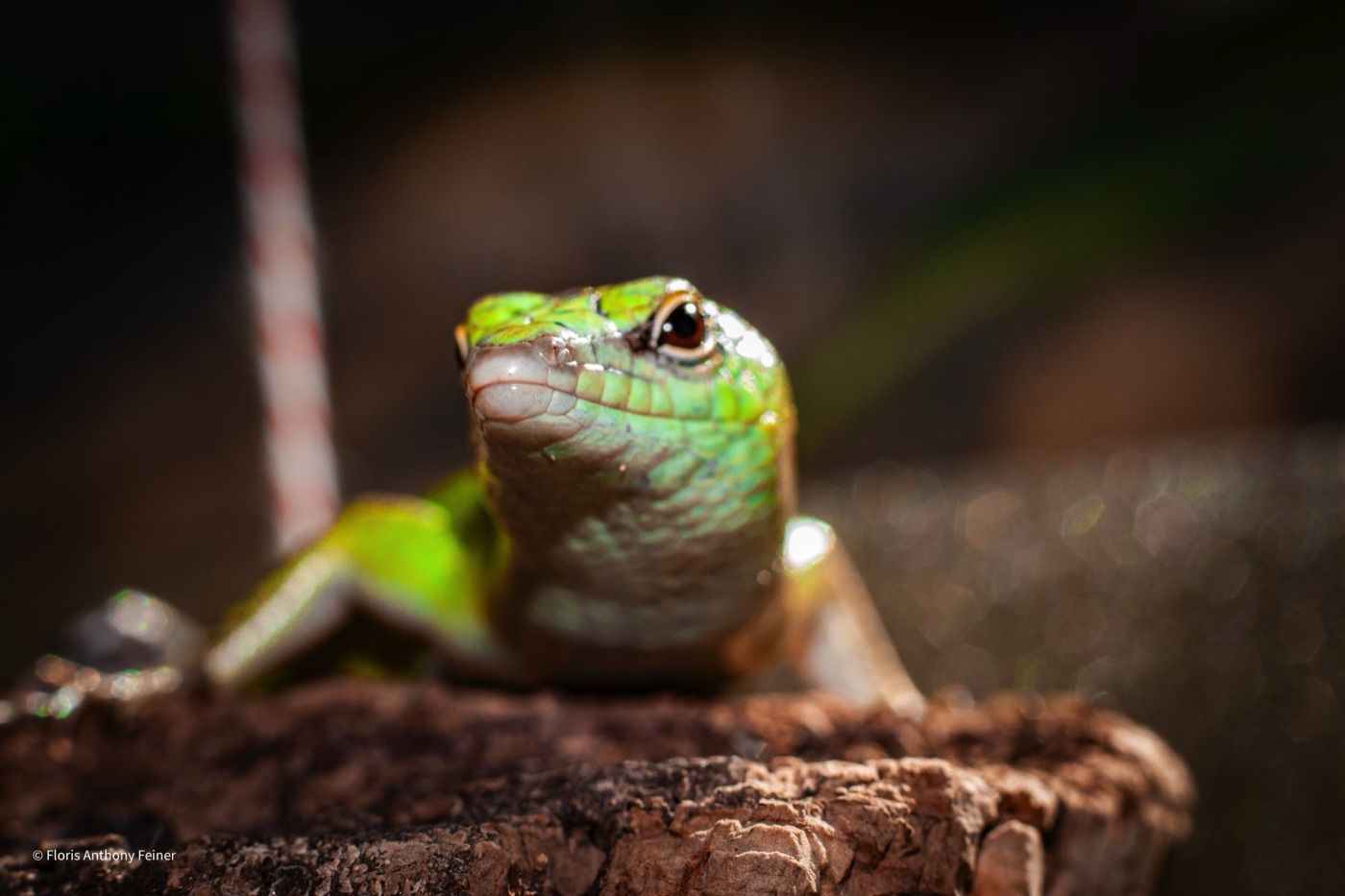 Head-on portrait of an emerald tree skink raised on its front legs