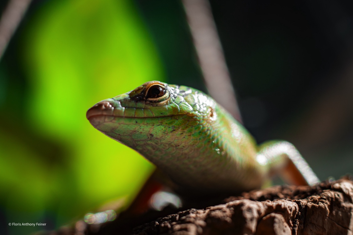 Emerald tree skink with its head raised, green foliage behind