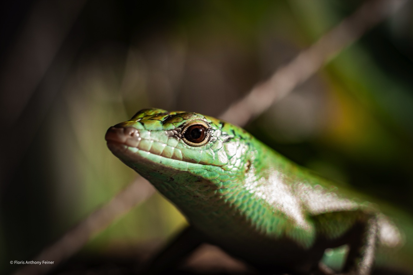Emerald tree skink lifting its head from a cork branch
