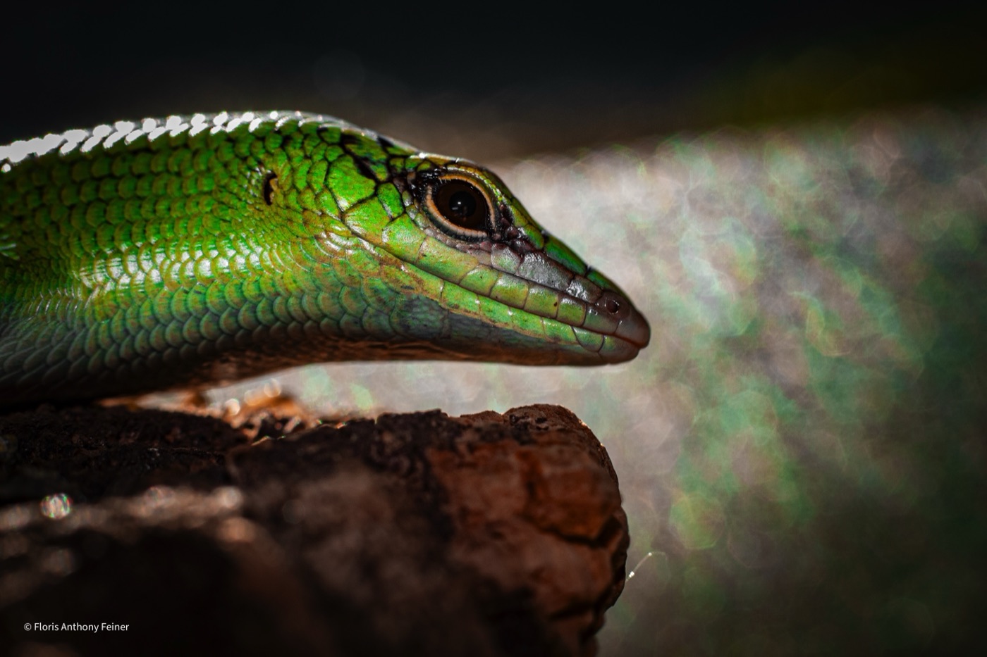 Close profile of an emerald tree skink's head and neck