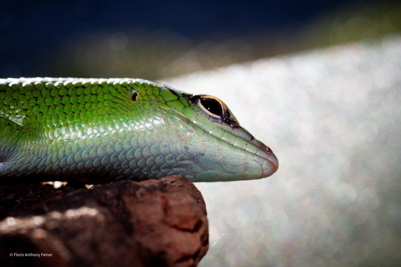 Emerald tree skink in profile showing the pale throat and green flank