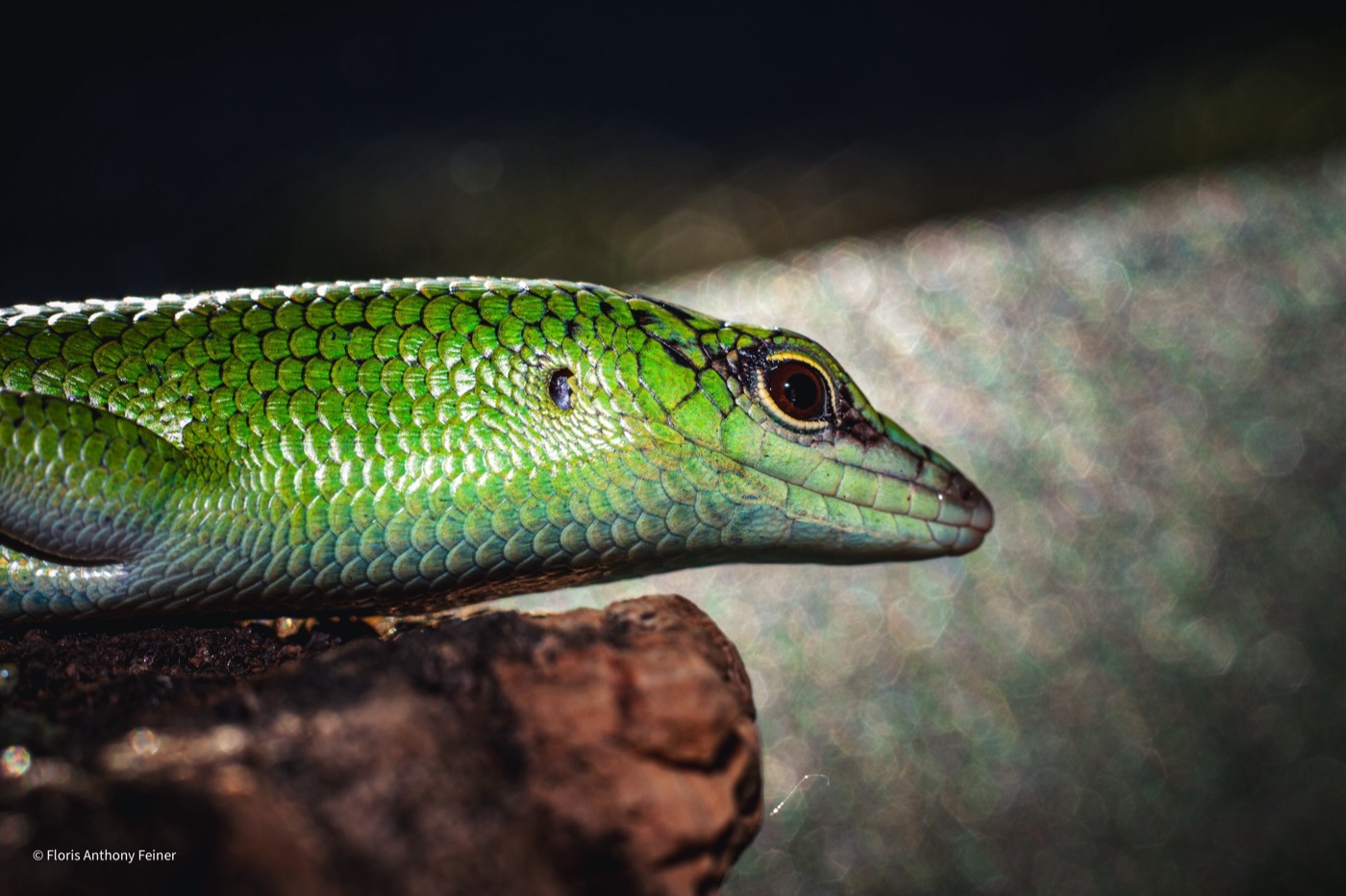 Profile of an emerald tree skink resting on cork bark
