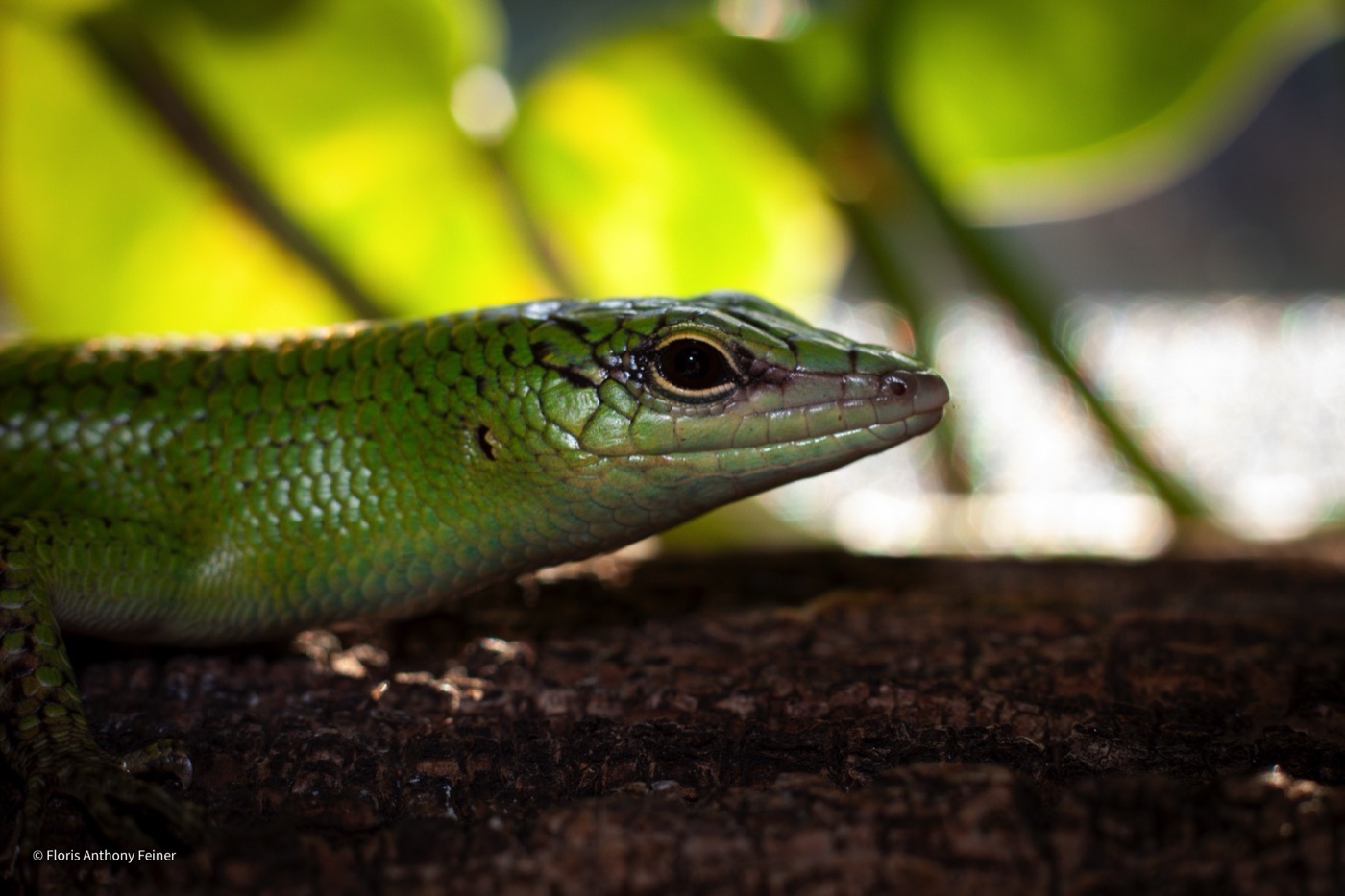 Emerald tree skink in profile against backlit yellow-green leaves