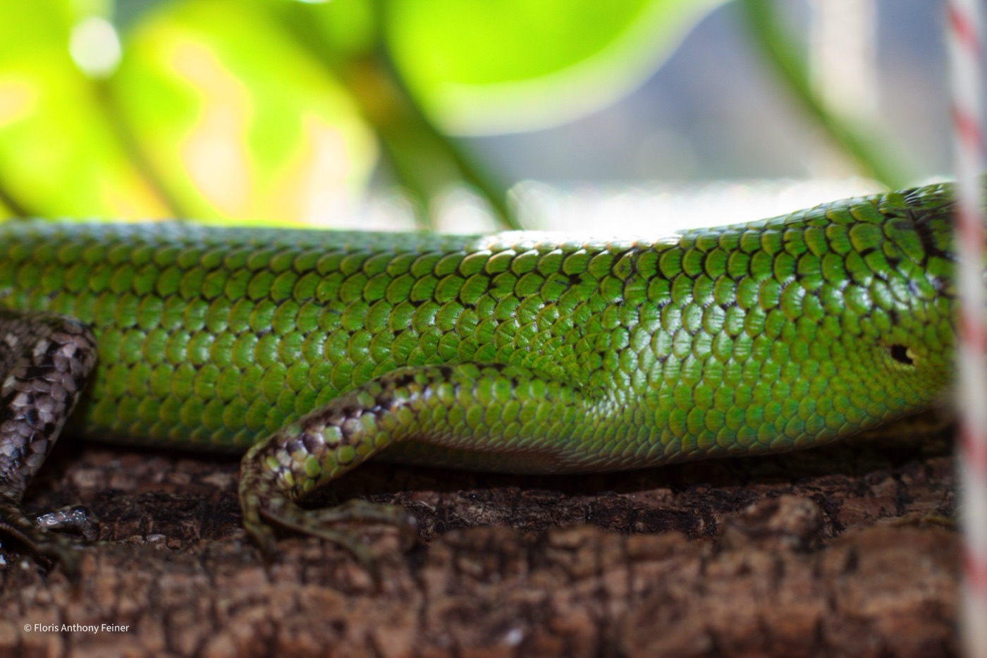 Full side view of a bright green emerald tree skink on a branch