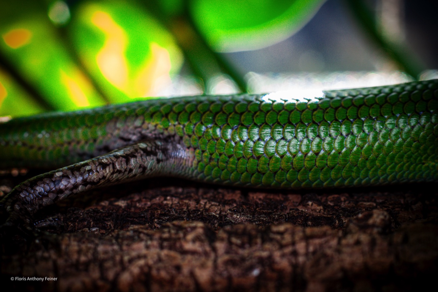 Emerald tree skink on cork showing the browner flank and hindlimb