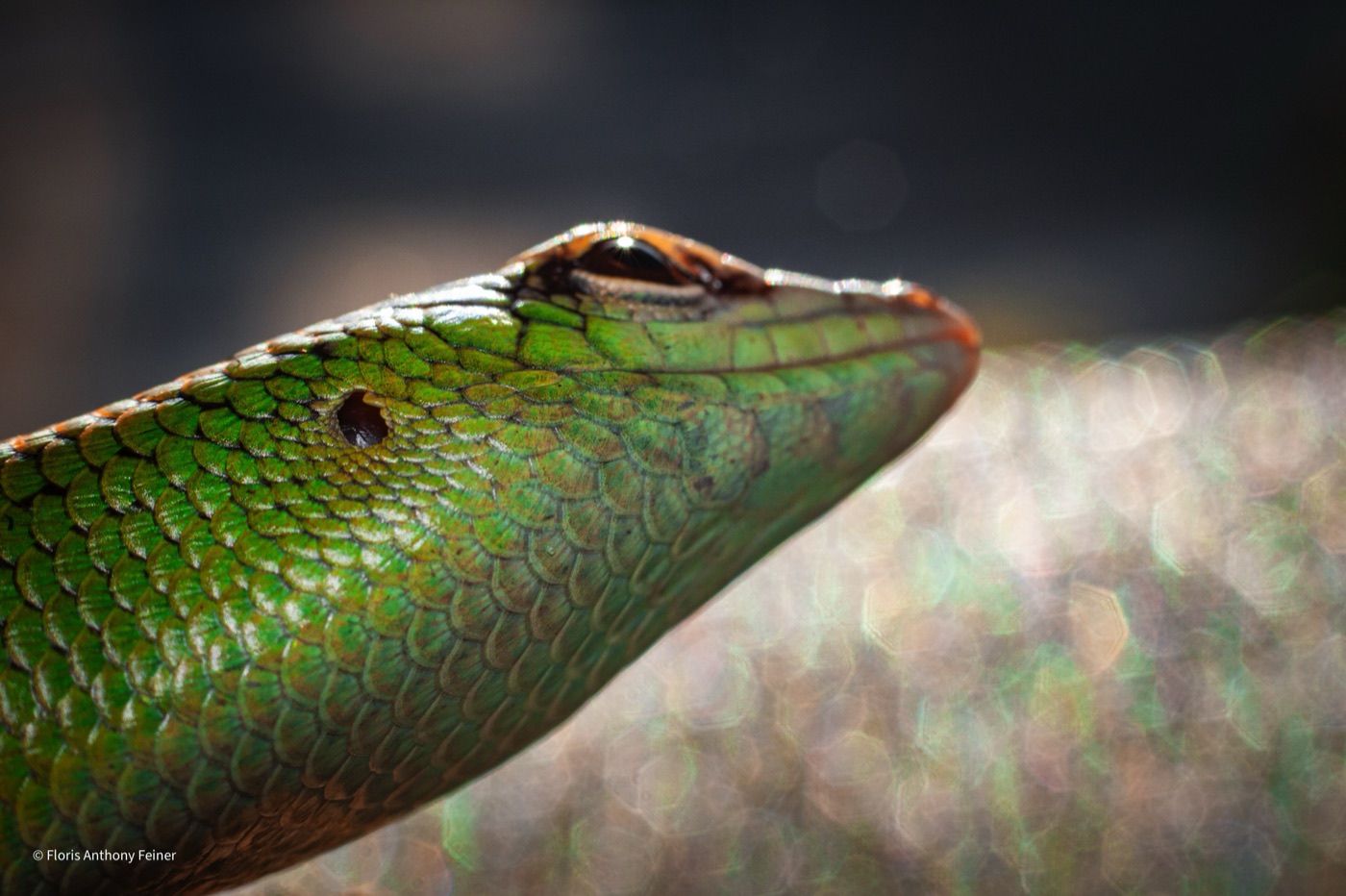 Macro close-up of an emerald tree skink's head above a branch