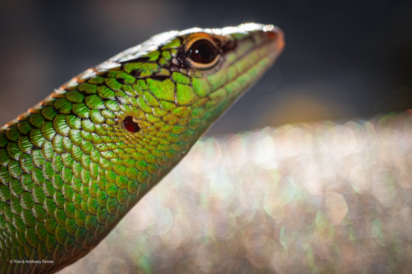 Macro detail of an emerald tree skink's eye and head scales