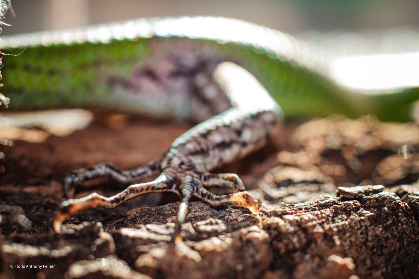 Emerald tree skink standing on cork bark with all four legs visible