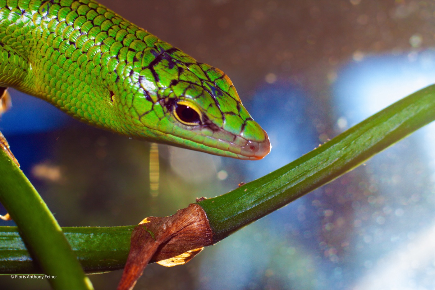 Emerald tree skink climbing a green plant stem