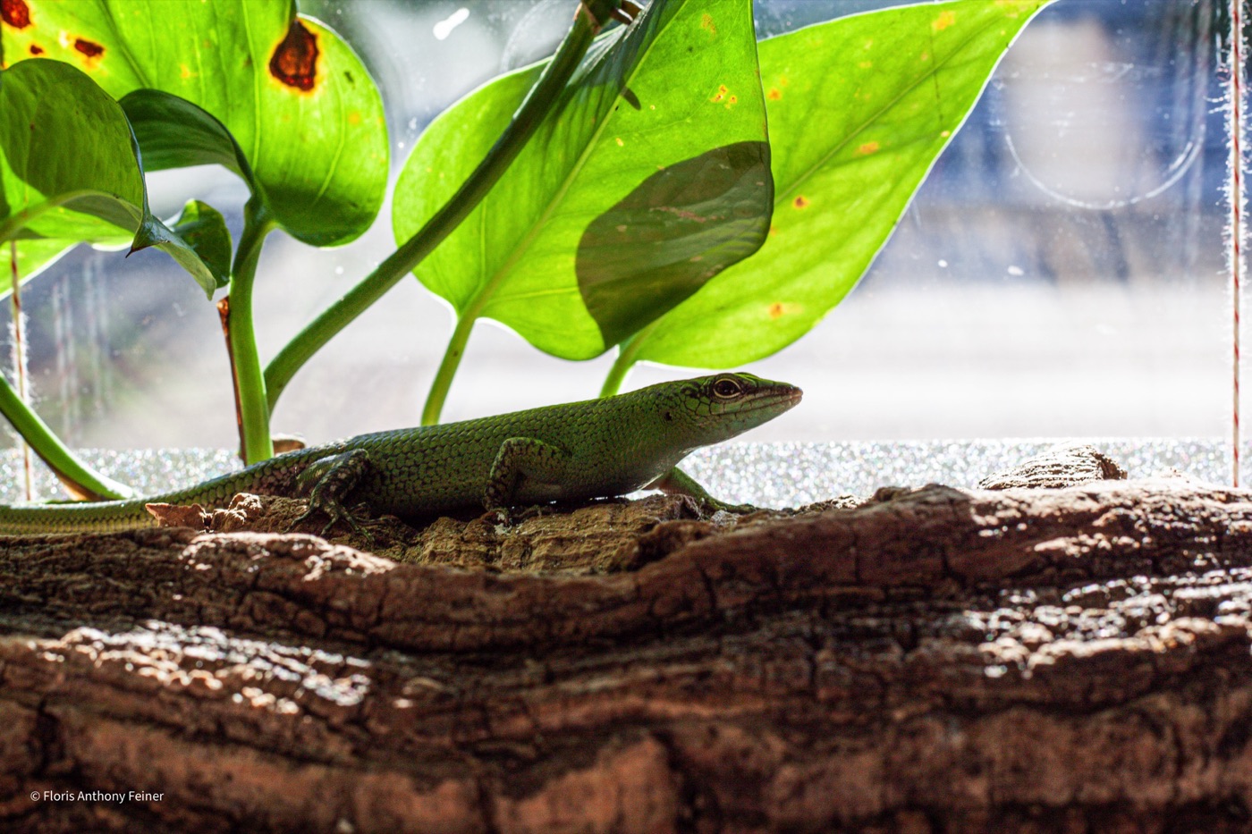 Emerald tree skink resting on cork beneath a large leaf
