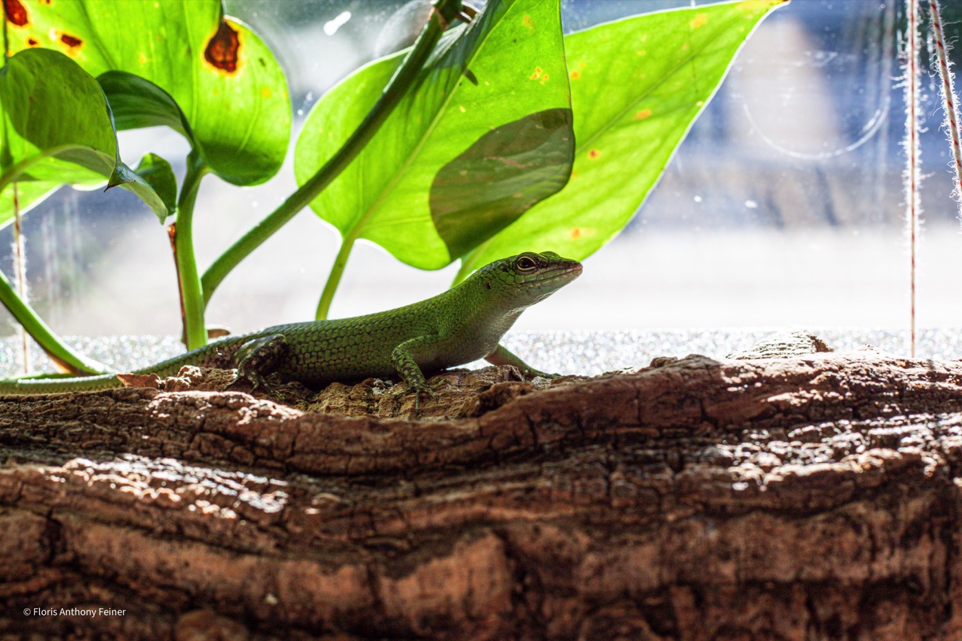 Emerald tree skink sheltering under foliage on a cork ledge