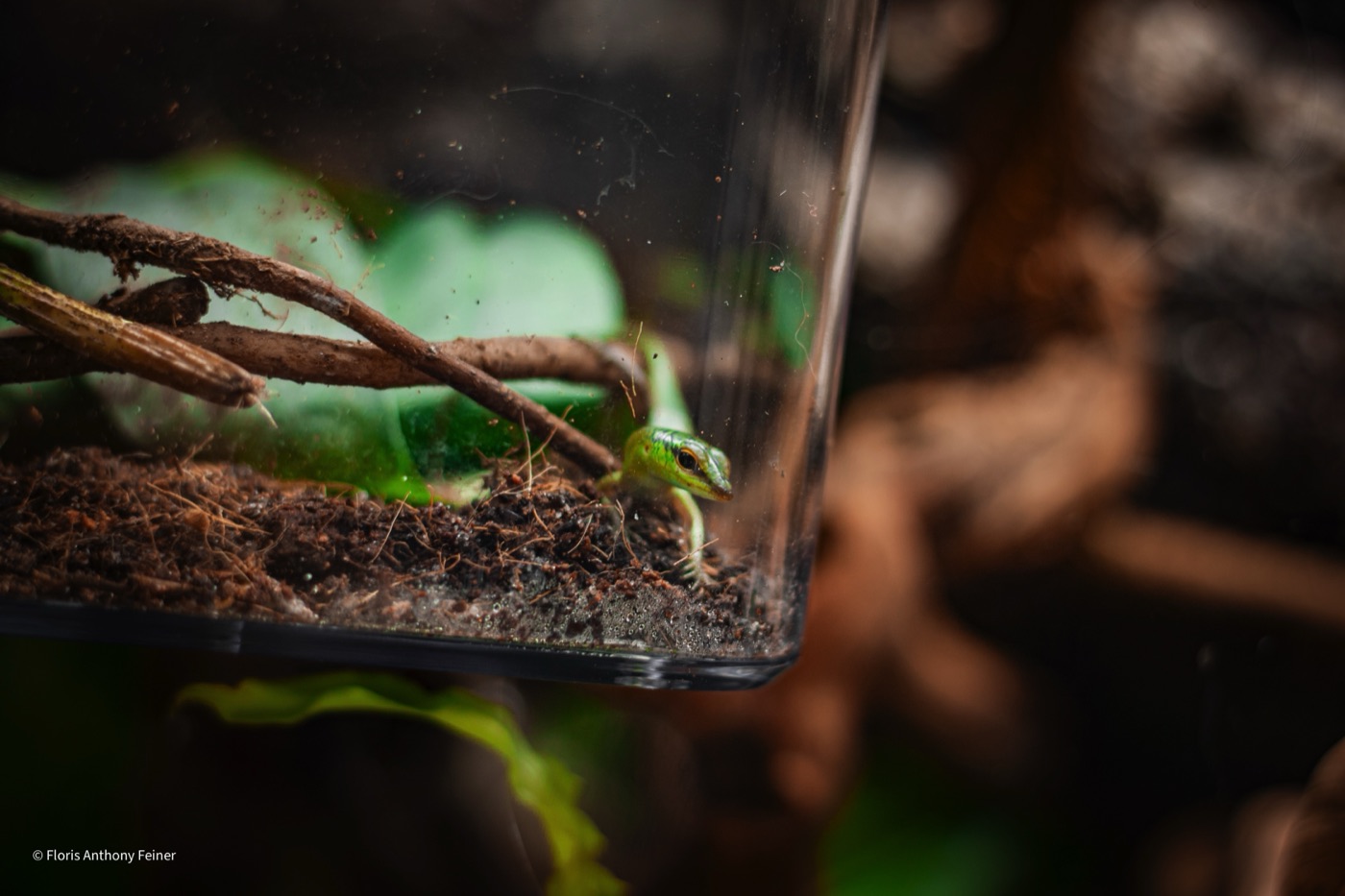 Emerald tree skink among the planting in the terrarium