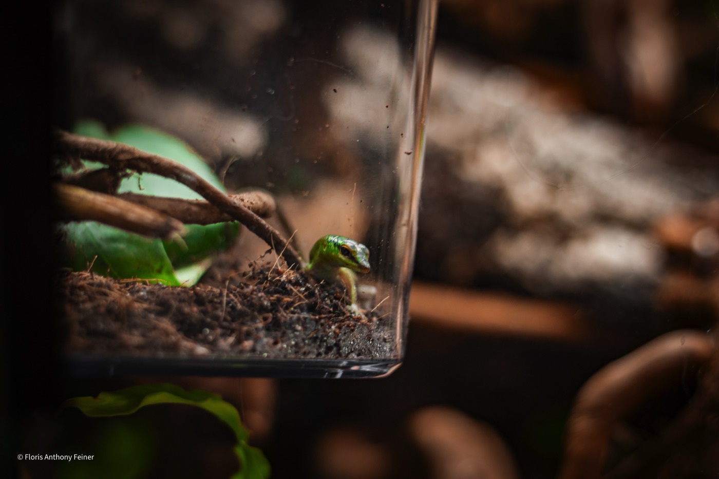 Emerald tree skink moving through terrarium planting