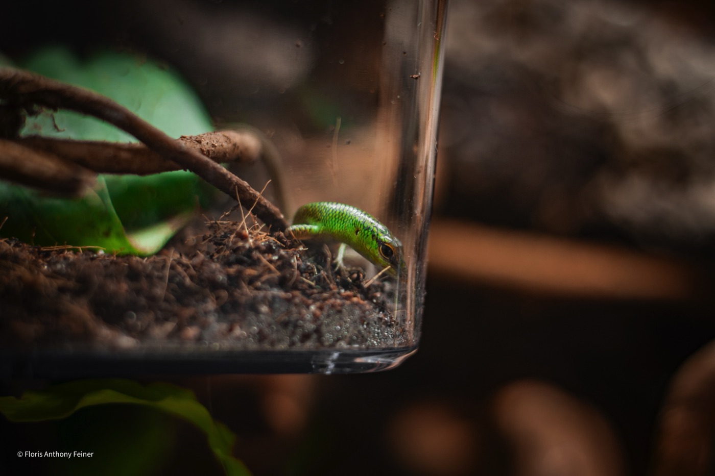Emerald tree skink half hidden in the terrarium planting
