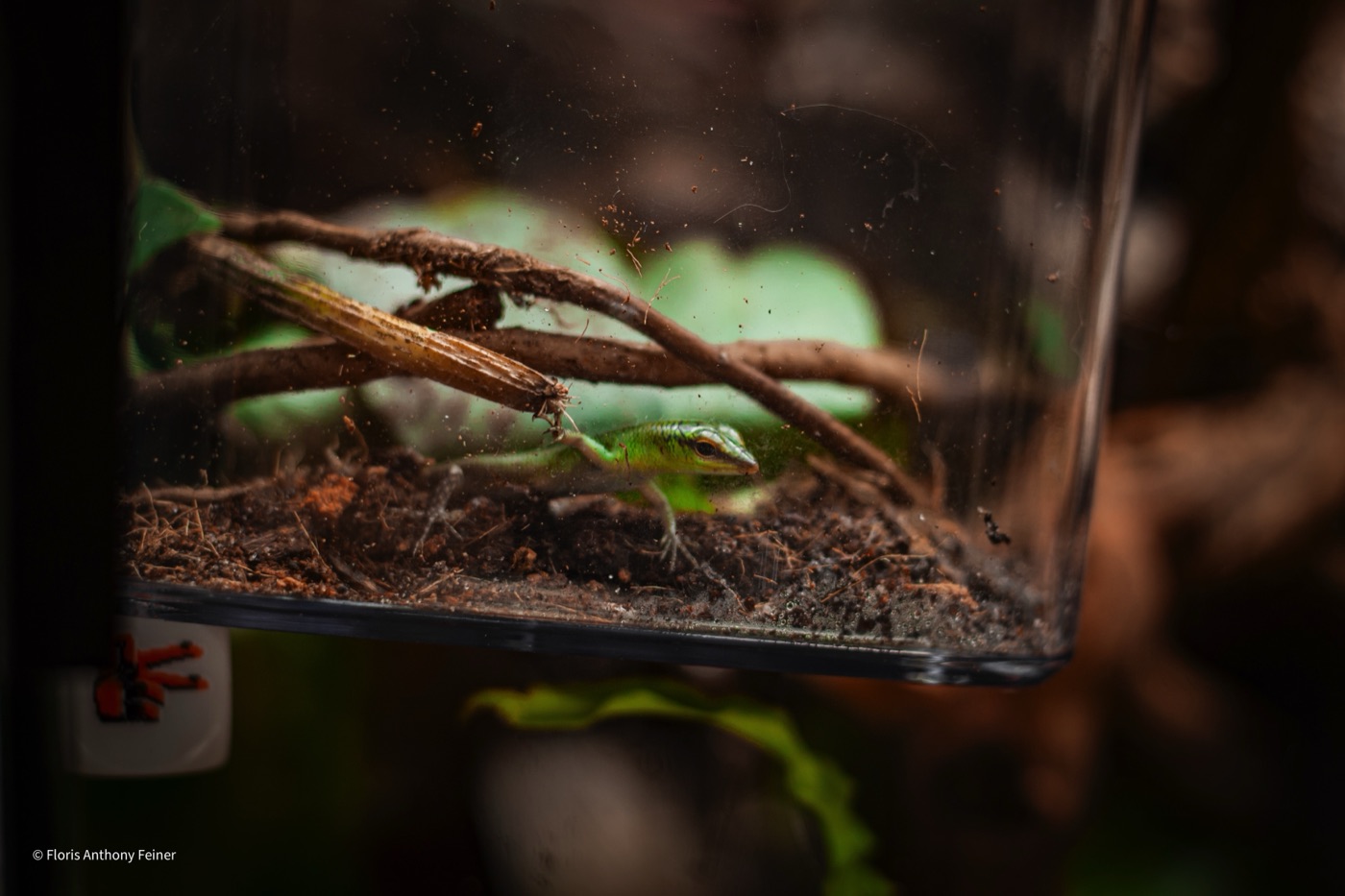 Emerald tree skink stretched along a branch beside the glass