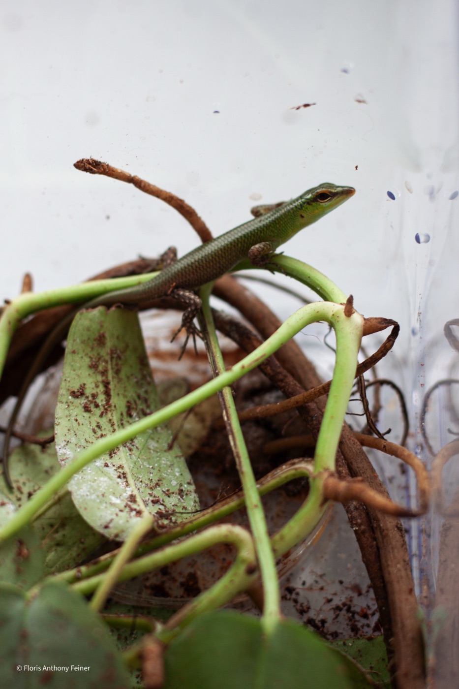 Emerald tree skink climbing among plant stems