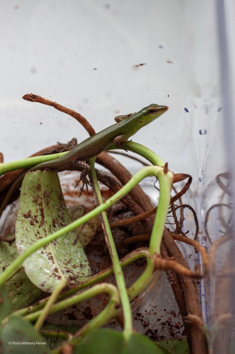Emerald tree skink navigating a tangle of stems and roots