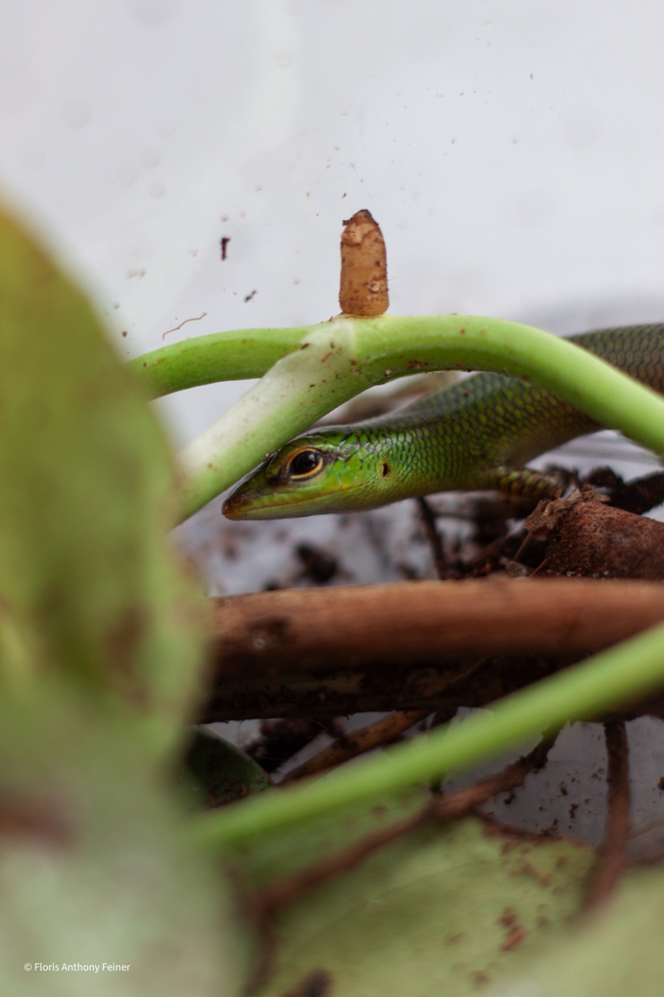 Emerald tree skink resting among green stems