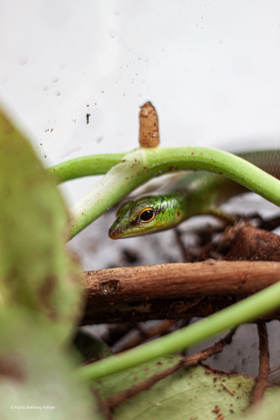 Emerald tree skink peering out from between plant stems