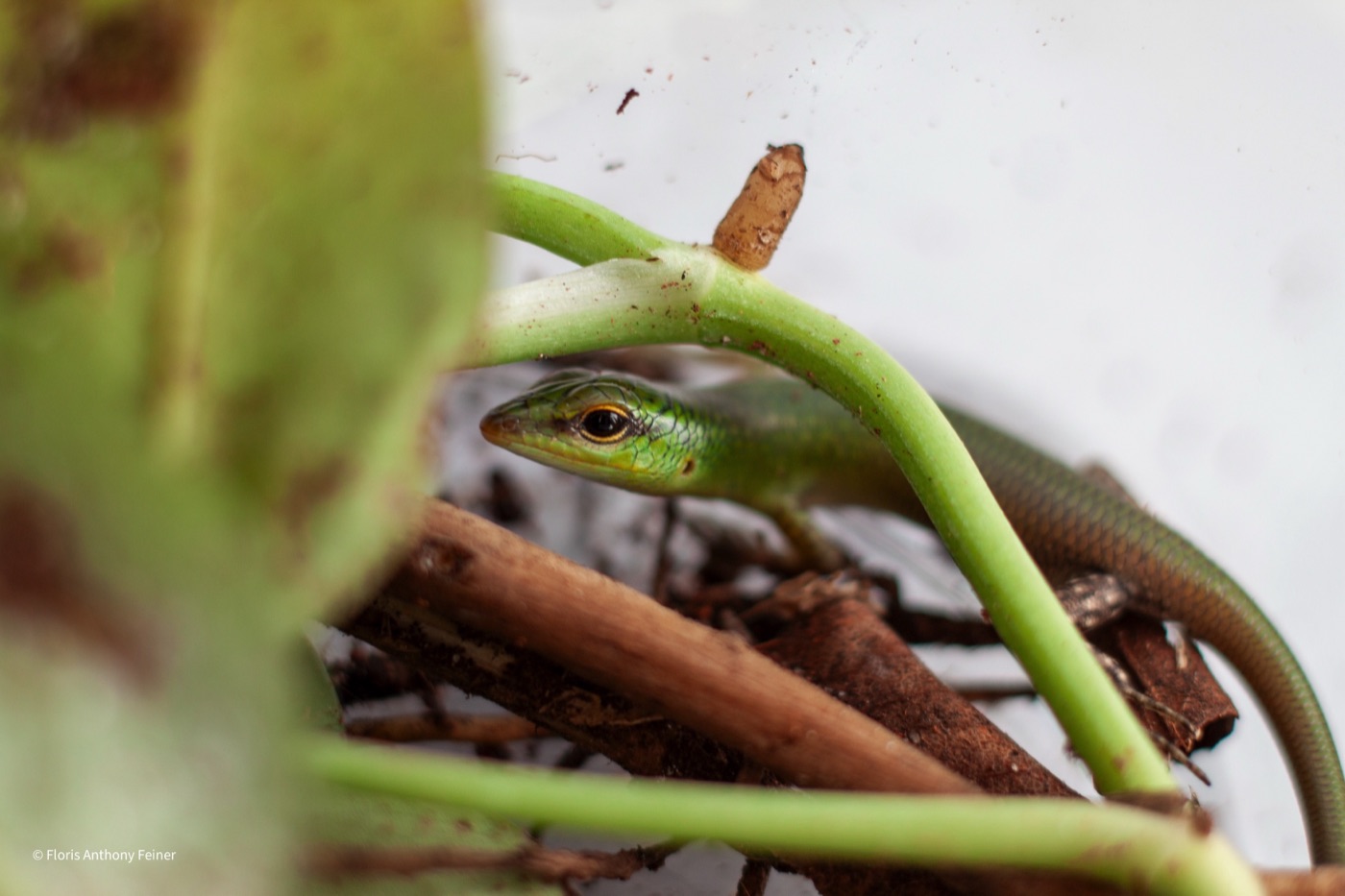 Emerald tree skink among leaves and stems in the planted terrarium